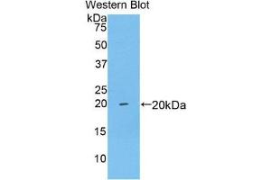 Western Blotting (WB) image for anti-Brain-Derived Neurotrophic Factor (BDNF) (AA 25-192) antibody (ABIN2117281)