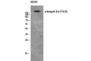 Western Blotting (WB) image for anti-Integrin beta 4 (ITGB4) (pTyr1510) antibody (ABIN3173288) (Integrin beta 4 antibody  (pTyr1510))