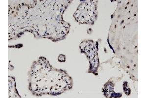 Immunoperoxidase of monoclonal antibody to SUMO2 on formalin-fixed paraffin-embedded human placenta. (SUMO2 antibody  (AA 1-95))
