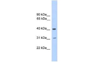 WB Suggested Anti-PHOSPHO2 Antibody Titration:  0. (PHOSPHO2 antibody  (N-Term))