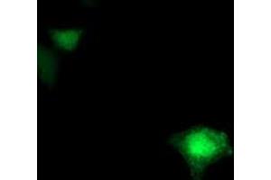 Anti-FDFT1 mouse monoclonal antibody (ABIN2454982) immunofluorescent staining of COS7 cells transiently transfected by pCMV6-ENTRY FDFT1 (RC201392). (FDFT1 antibody)