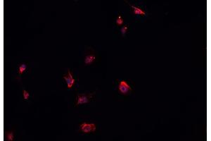 ABIN6278456 staining HepG2? (ELMO1 antibody)