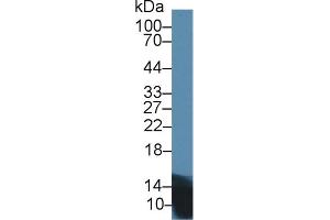 Western Blotting (WB) image for anti-Insulin (INS) (AA 25-110) antibody (ABIN7429847)