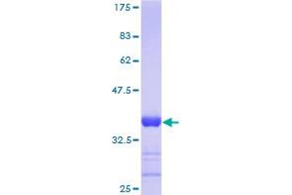 HSBP1 Protein (AA 1-76) (GST tag)