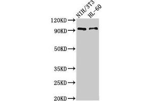 Western Blot Positive WB detected in: NIH/3T3 whole cell lysate, HL60 whole cell lysate All lanes: IL17RA antibody at 3. (IL17RA antibody  (AA 552-743))