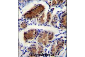 LUC7L Antibody immunohistochemistry analysis in formalin fixed and paraffin embedded human stomach tissue followed by peroxidase conjugation of the secondary antibody and DAB staining. (LUC7L antibody  (AA 219-246))