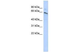 ZNF468 antibody used at 0. (ZNF468 antibody  (Middle Region))
