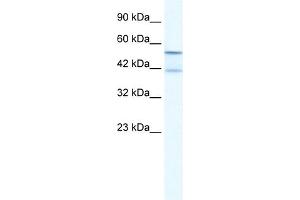 WB Suggested Anti-KCNK10 Antibody Titration:  2. (KCNK10 antibody  (N-Term))