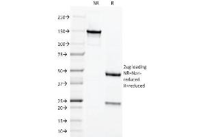 SDS-PAGE Analysis of Purified Chromogranin A Monoclonal Antibody (LK2H10). (Chromogranin A antibody)