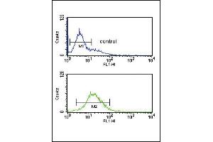 GZ Antibody (Center) (ABIN390763 and ABIN2841021) flow cytometric analysis of K562 cells (bottom histogram) compared to a negative control cell (top histogram). (GZMM antibody  (AA 84-113))