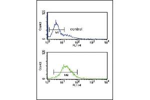 GZ Antibody (Center) (ABIN390763 and ABIN2841021) flow cytometric analysis of K562 cells (bottom histogram) compared to a negative control cell (top histogram). (GZMM antibody  (AA 84-113))