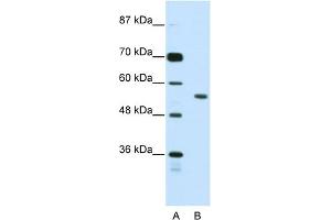 WB Suggested Anti-BRD3 Antibody Titration:  2.