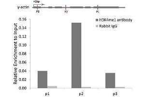 Chromatin immunoprecipitation analysis of γ-actin gene from 293 cell line, using MonoMethyl-Histone H3-K4 antibody and rabbit IgG. (Histone 3 antibody  (H3K4me))