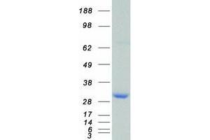 Validation with Western Blot (14-3-3 zeta Protein (YWHAZ) (Transcript Variant 1) (Myc-DYKDDDDK Tag))