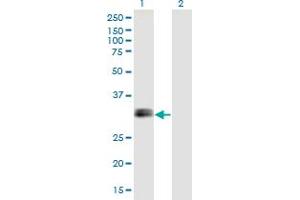 Western Blot analysis of IGFBP1 expression in transfected 293T cell line by IGFBP1 monoclonal antibody (M01), clone 2F9.