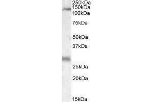 ABIN2563758 (0. (MAP3K6 antibody  (C-Term))