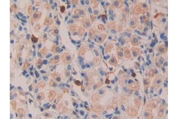 TGFA antibody  (AA 24-98)