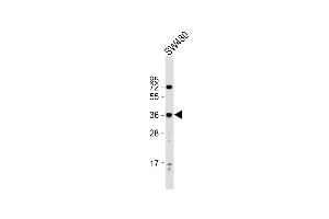 Anti-PRSS23 Antibody (Center) at 1:2000 dilution + S whole cell lysate Lysates/proteins at 20 μg per lane. (PRSS23 antibody  (AA 156-191))