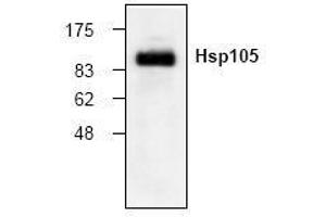 Image no. 1 for anti-Heat Shock 105kDa/110kDa Protein 1 (HSPH1) (N-Term) antibody (ABIN155123) (HSPH1 antibody  (N-Term))
