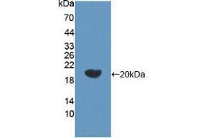 Western blot analysis of recombinant Human bACE2. (BACE2 antibody  (AA 230-396))