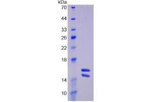 SDS-PAGE analysis of Human Interleukin 23 Protein.