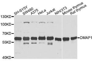 Western blot analysis of extracts of various cell lines, using DMAP1 antibody. (DMAP1 antibody  (AA 1-305))