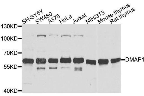 DMAP1 antibody  (AA 1-305)