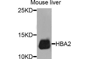 Western blot analysis of extracts of mouse liver, using HBA2 antibody. (HBa2 antibody)