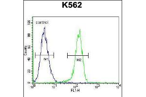Flow cytometric analysis of K562 cells (right histogram) compared to a negative control cell (left histogram). (Myosin XIX antibody  (AA 554-582))
