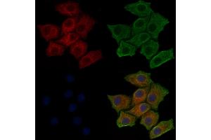 ABIN6256775 and ABIN6267452 staining HepG2 cells(30 min of 4uM Forskolin treatment) by IF/ICC.