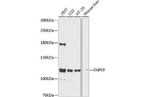 Western blot analysis of extracts of various cell lines, using ENPEP antibody  at 1:3000 dilution. (ENPEP antibody  (AA 850-950))