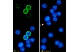 Immunofluorescence staining of mouse splenocytes using anti-MHC II antibody P7/7. (Recombinant MHC Class II antibody)