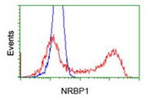 Flow Cytometry (FACS) image for anti-Nuclear Receptor Binding Protein 1 (NRBP1) antibody (ABIN1499826)