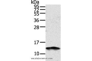 Western blot analysis of PC3 cell, using S100A11 Polyclonal Antibody at dilution of 1:1000 (S100A11 antibody)