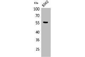 Western Blot analysis of K562 cells using Glut5 Polyclonal Antibody.