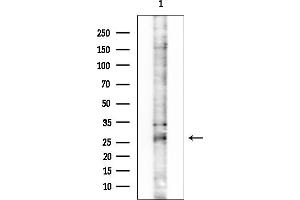 anti-Glutathione Peroxidase 5 (GPX5) (Internal Region) antibody