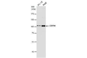 GRP94 antibody  (C-Term)