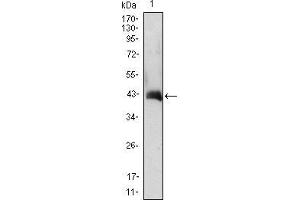 Western blot analysis using CSF2 mAb against CSF2(AA: 18-144)-hIgGFc transfected HEK293 cell lysate. (GM-CSF antibody  (AA 18-144))