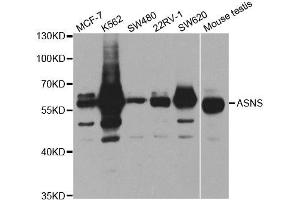 Western Blotting (WB) image for anti-Asparagine Synthetase (ASNS) antibody (ABIN1876738) (Asparagine Synthetase antibody)
