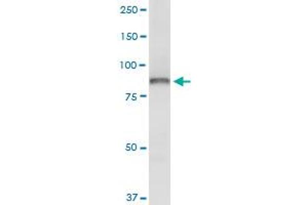 OSBP antibody  (AA 324-407)