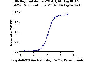 Immobilized Biotinylated Human CTLA-4, His Tag at 0. (CTLA4 Protein (His-Avi Tag,Biotin))