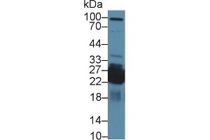 Western Blotting (WB) image for anti-Shisa Homolog 4 (SHISA4) (AA 28-197) antibody (ABIN7441967)