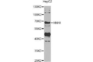 Western blot analysis of extracts of HepG2 cells, using RNF8 antibody. (RNF8 antibody)