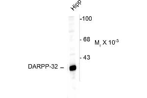 Western blots of a rat hippocampal lysate showing specific immunolabeling of the ~32k DARPP protein. (DARPP32 antibody  (N-Term))