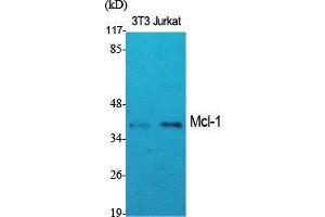 Western Blot (WB) analysis of specific cells using Mcl-1 Polyclonal Antibody. (MCL-1 antibody  (Internal Region))