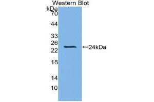 Western Blotting (WB) image for anti-Heme Oxygenase (Decycling) 1 (HMOX1) (AA 61-172) antibody (ABIN1173239) (HMOX1 antibody  (AA 61-172))
