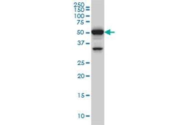 PTBP3 Antikörper  (AA 16-114)