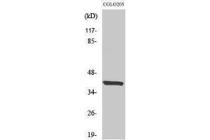 Western Blotting (WB) image for anti-Eukaryotic Translation Initiation Factor 3 Subunit F (EIF3F) (Internal Region) antibody (ABIN3184445) (EIF3F antibody  (Internal Region))
