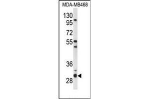 Western blot analysis of PSMG2 Antibody (C-term) in MDA-MB468 cell line lysates (35ug/lane). (PSMG2 antibody  (C-Term))