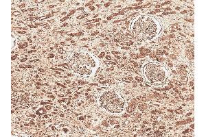 Immunohistochemistry (IHC) image for anti-Folliculin Interacting Protein 1 (FNIP1) antibody (Atto 488) (ABIN5066841)